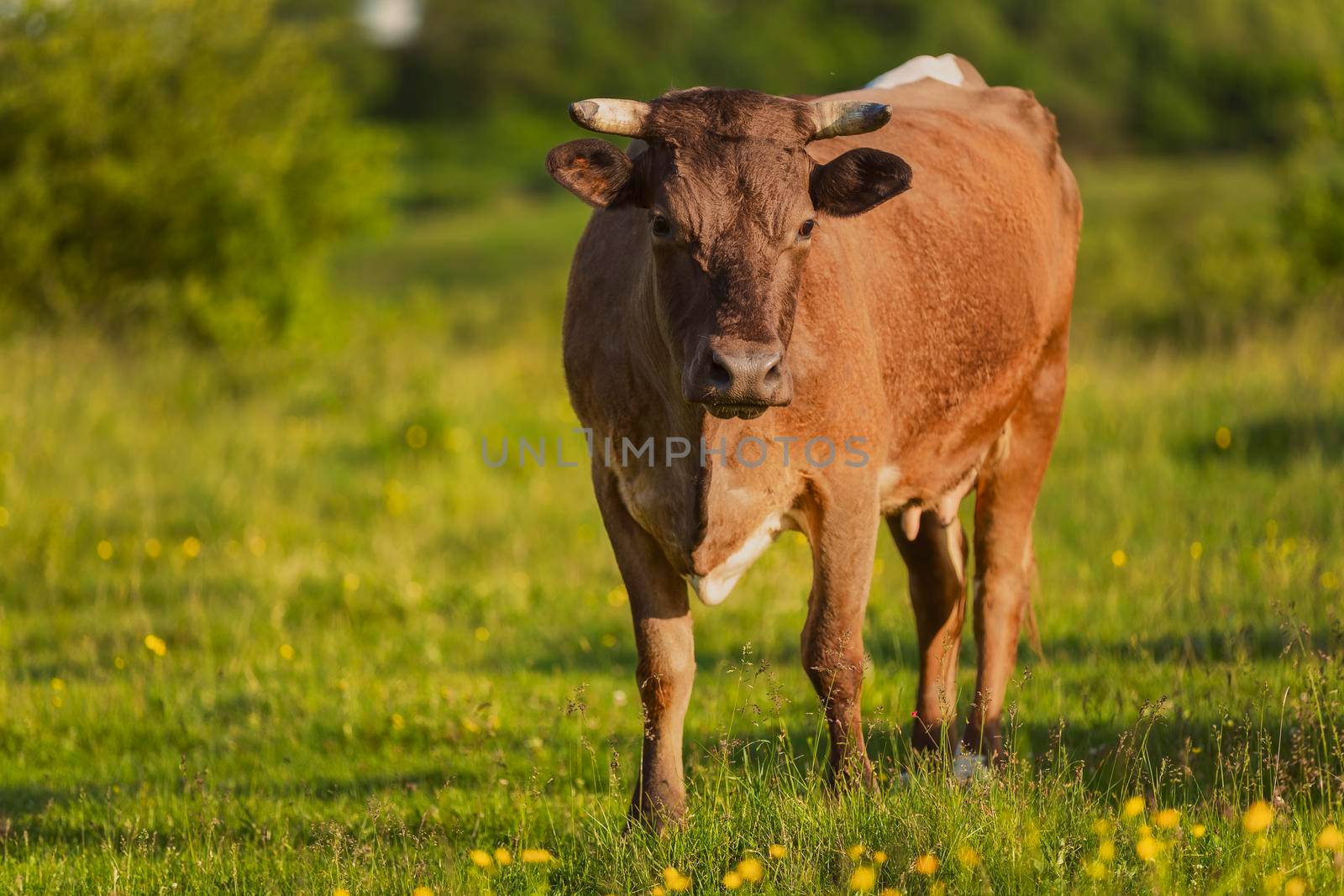 brown cow grazing on the lawn