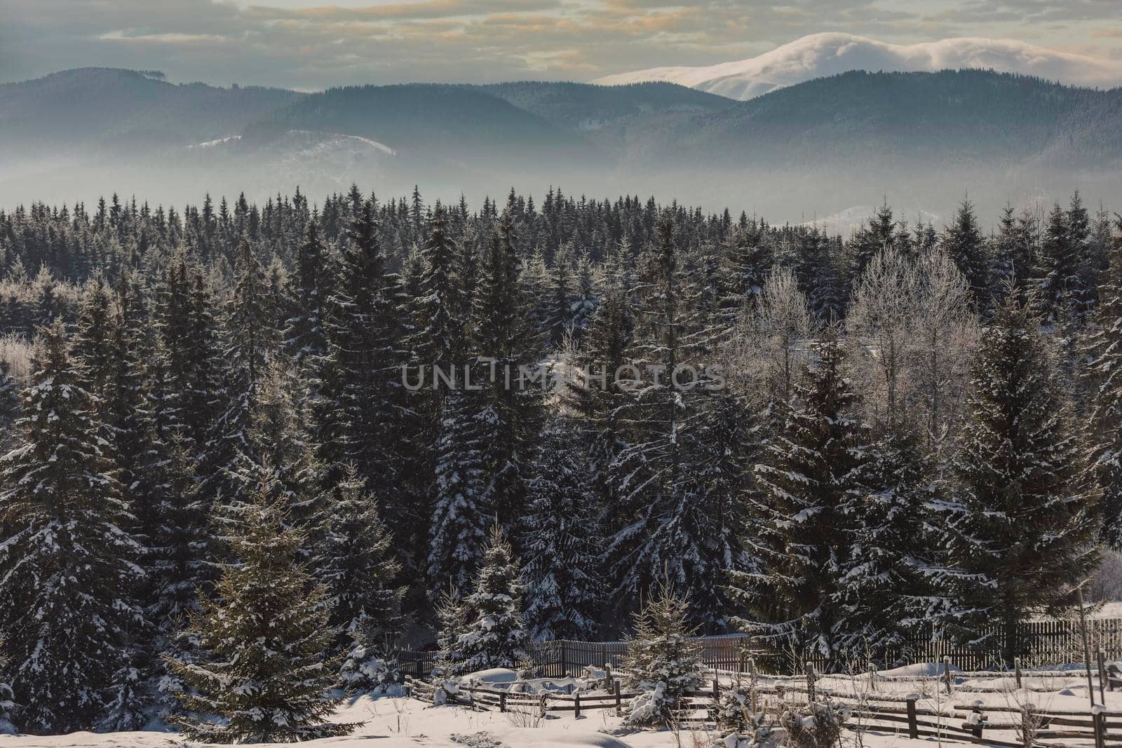 snowy forest with clouds in the mountains