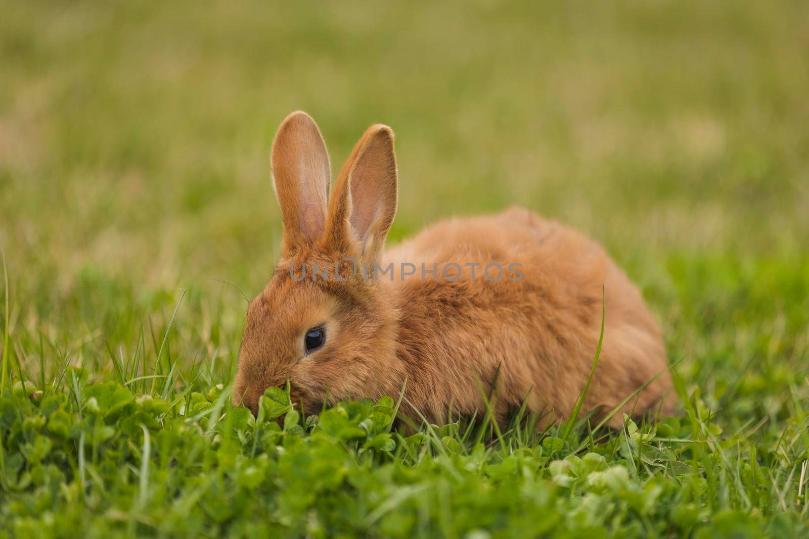 orange rabbit on the lawn grazes the grass