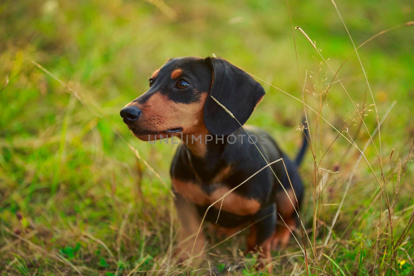 Dachshund dog stands in the grass and looks out for something