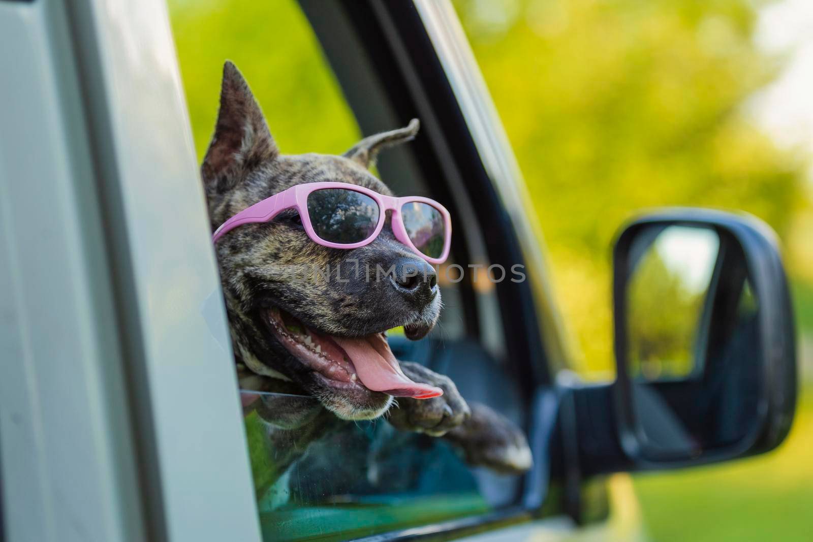 dog in sunglasses peeking out car window