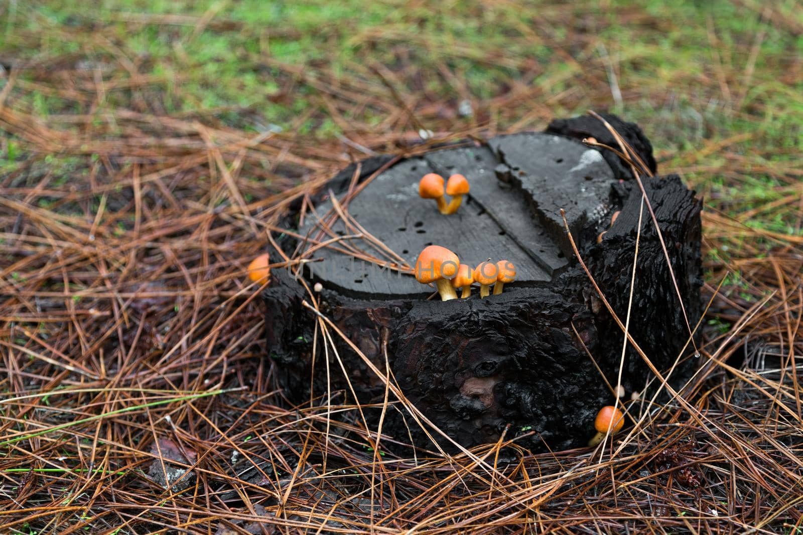 Small poisonous inedible mushrooms on a stump among dry needles in the forest.