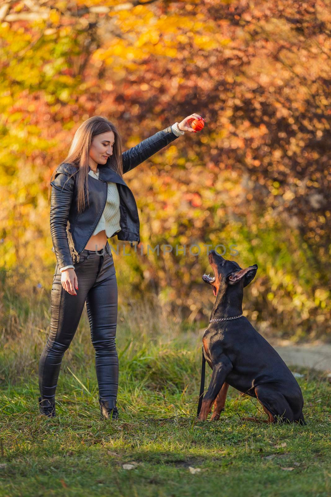 girl plays with a Doberman dog with a ball