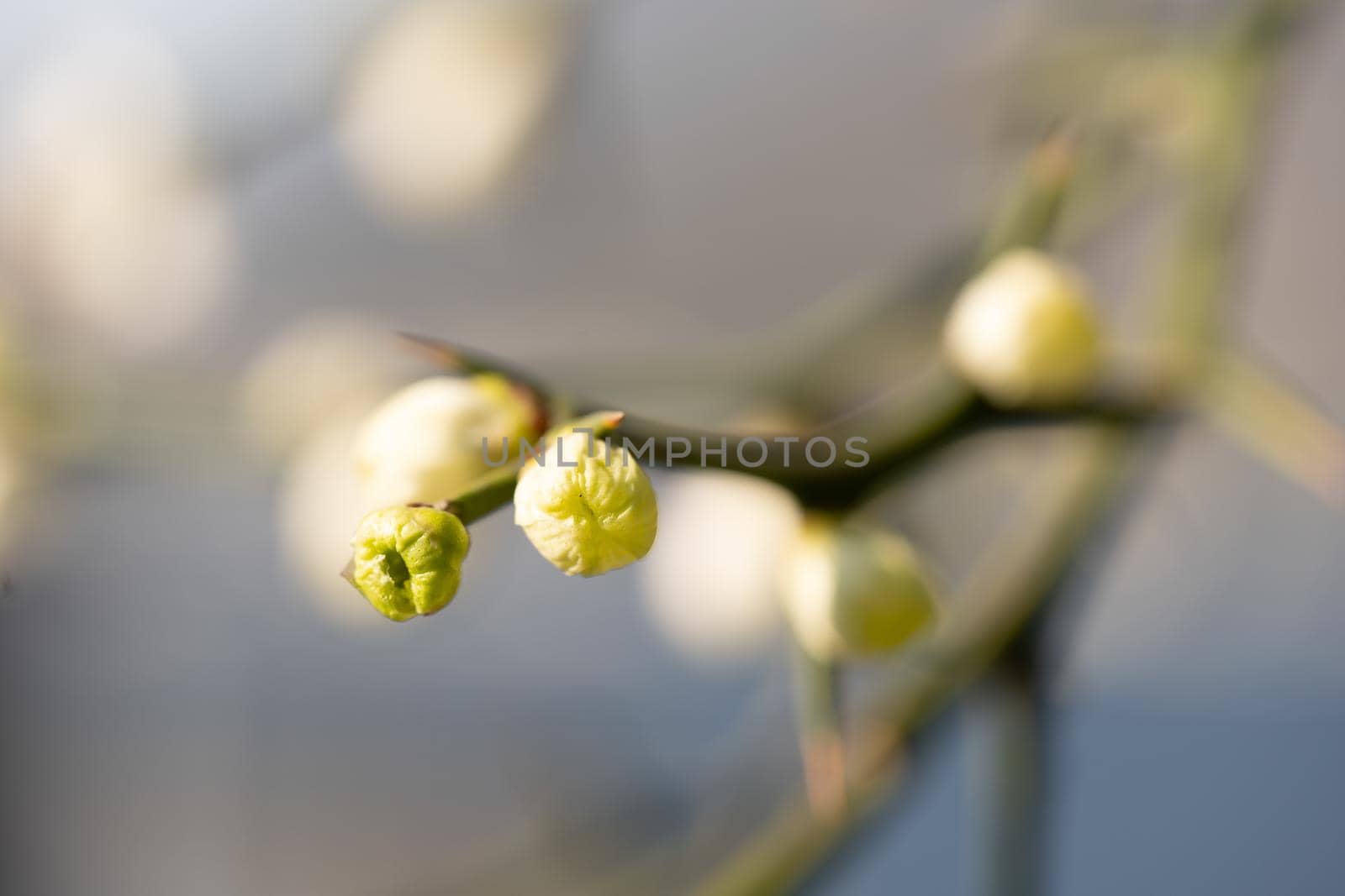 Tree blooming spinescent branch closeup. Early spring flower on blurred backdrop by photolime