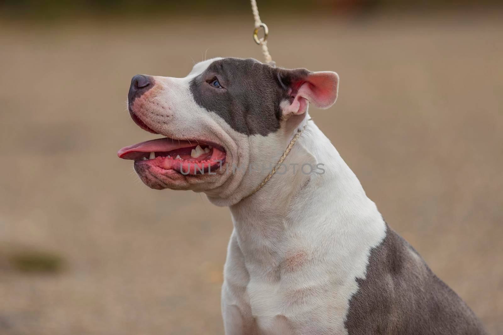 young dog breed pit bull terrier sits on the playground