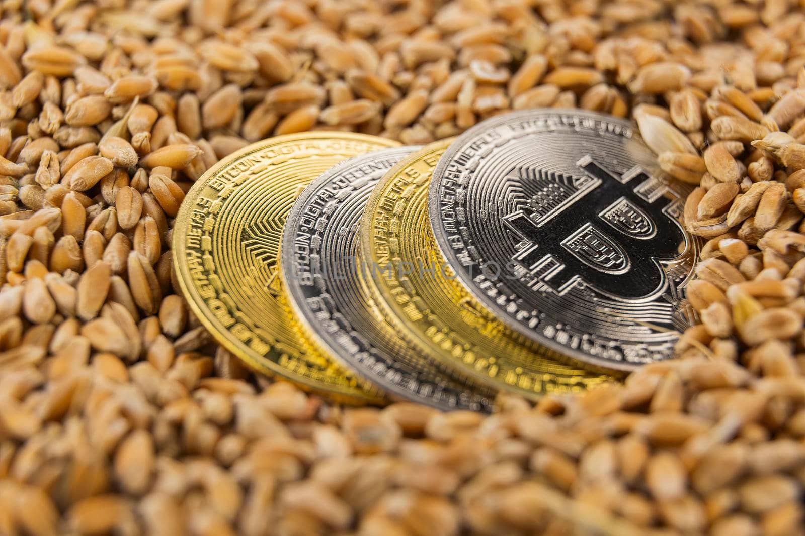 bitcoin coins lie on wheat grain by zokov
