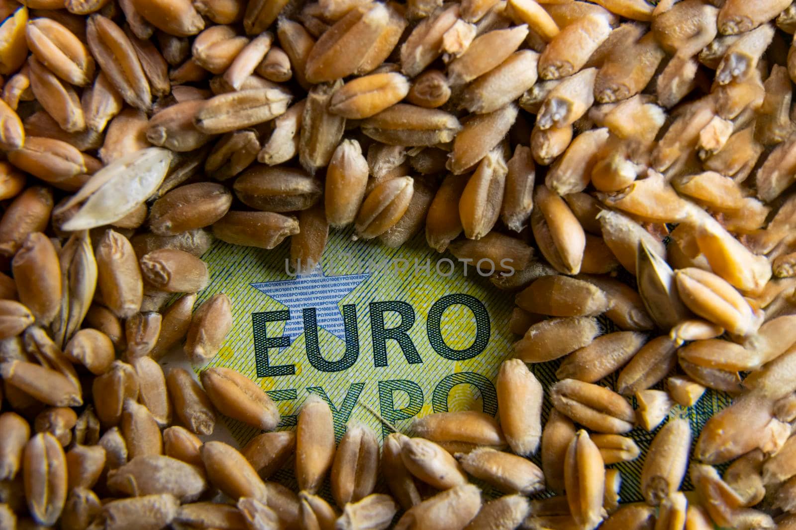 euro inscription on the banknote which is visible from under the wheat grain by zokov