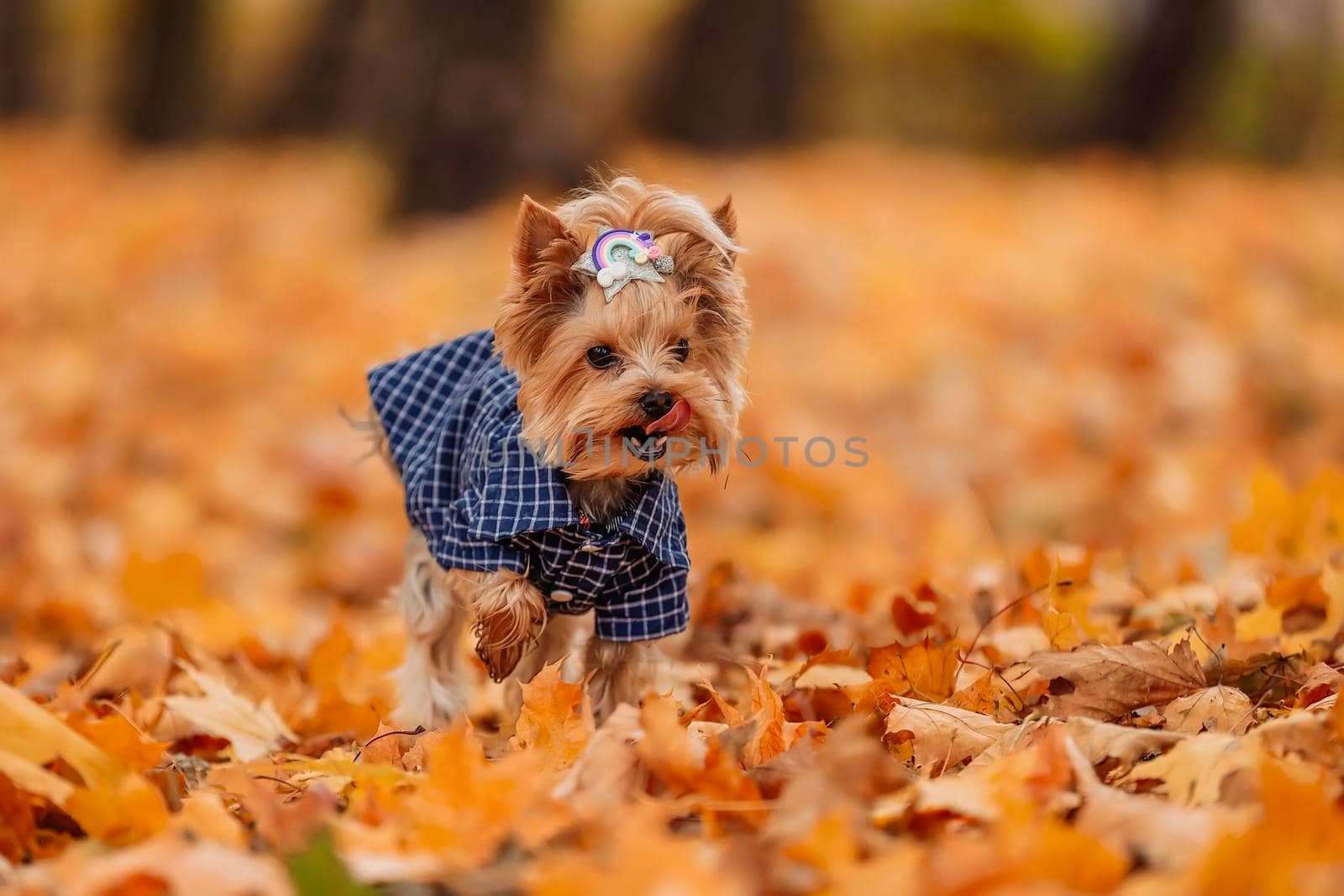 yorkshire terrier in clothes walks in the autumn park