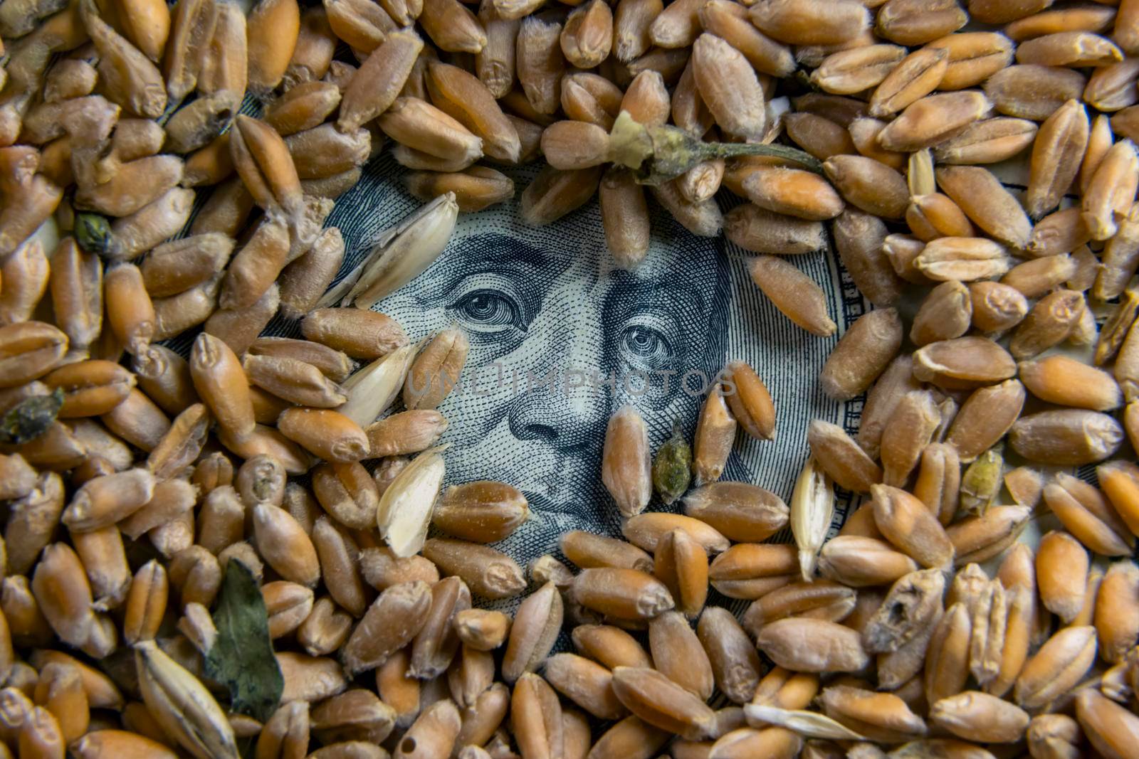 100 dollar bill covered with wheat grain, among which you can see a portrait of Benjamin Franklin