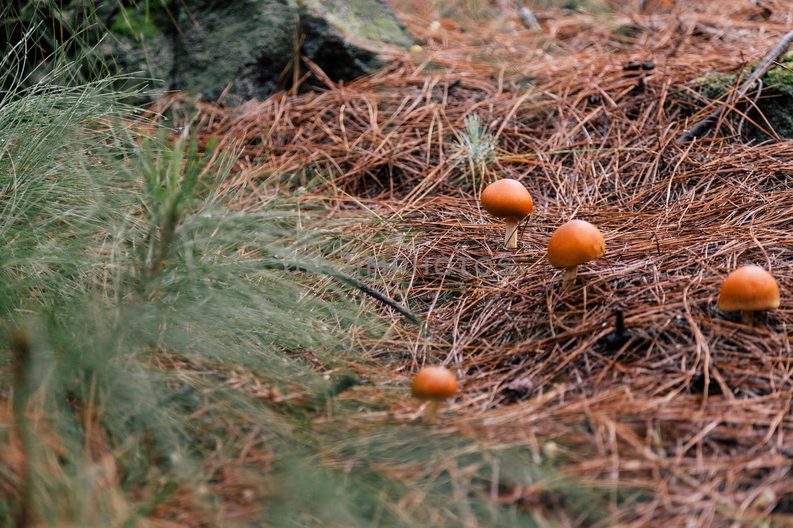 Few poisonous inedible mushrooms among dry needles in a forest with blurred tree branch at the foreground. by apavlin