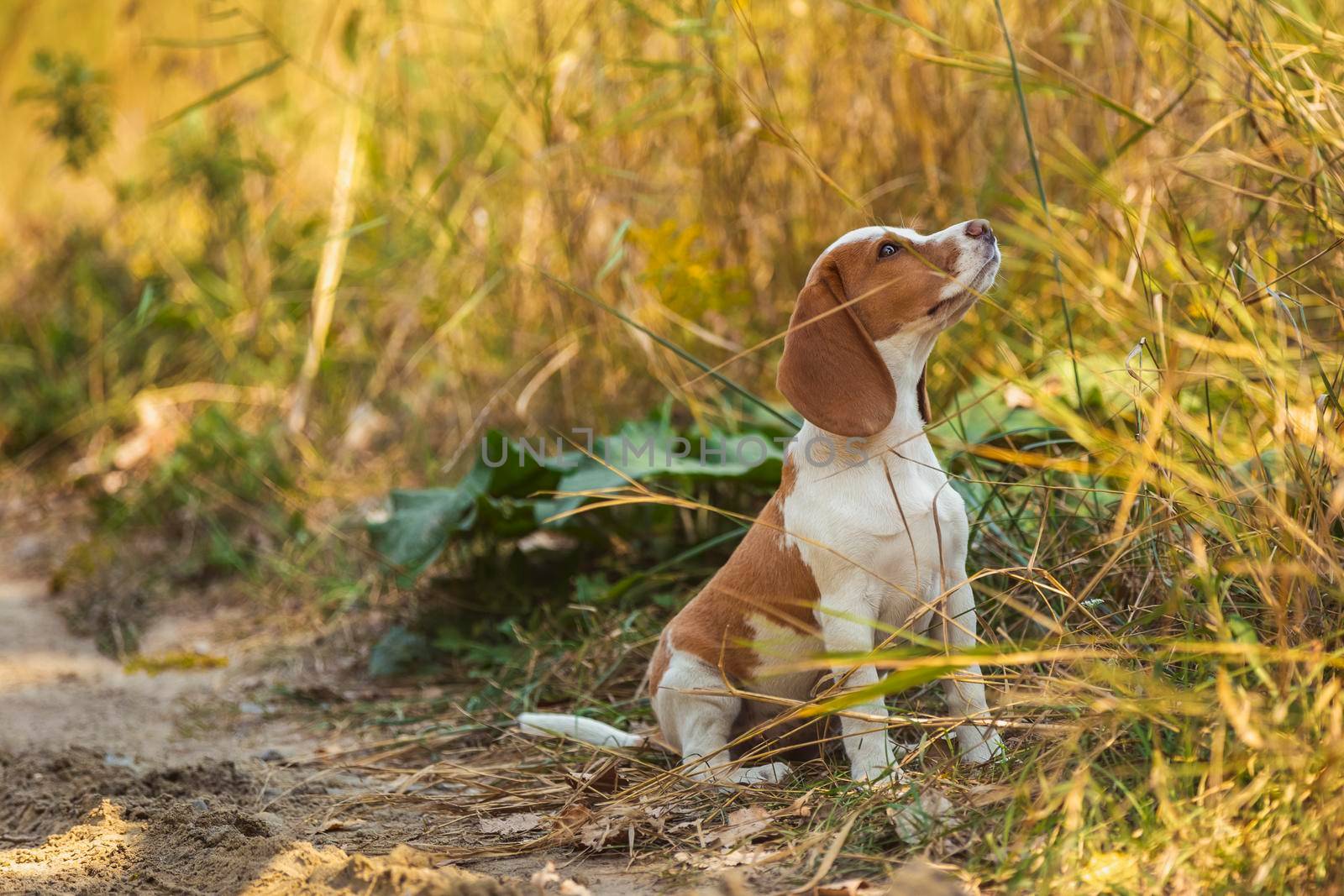 Beagle dog walking in nature by zokov