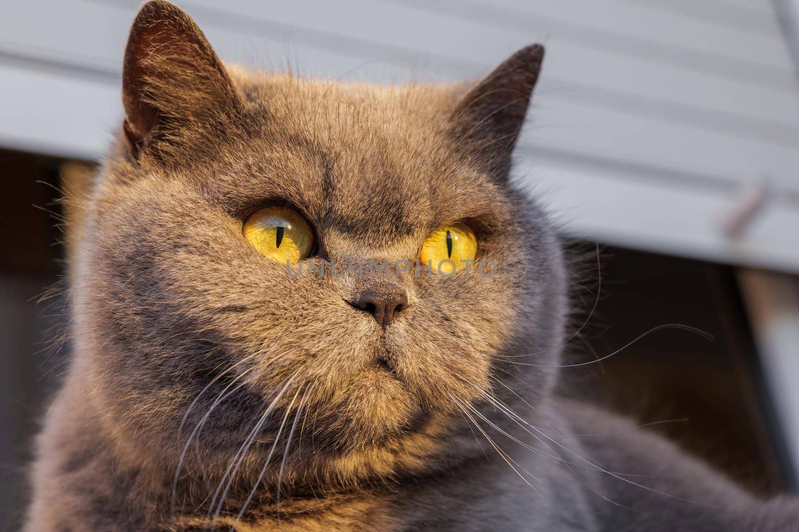 Gray British cat with yellow eyes, sunlit, looking to the side. Close-up, selective focus.