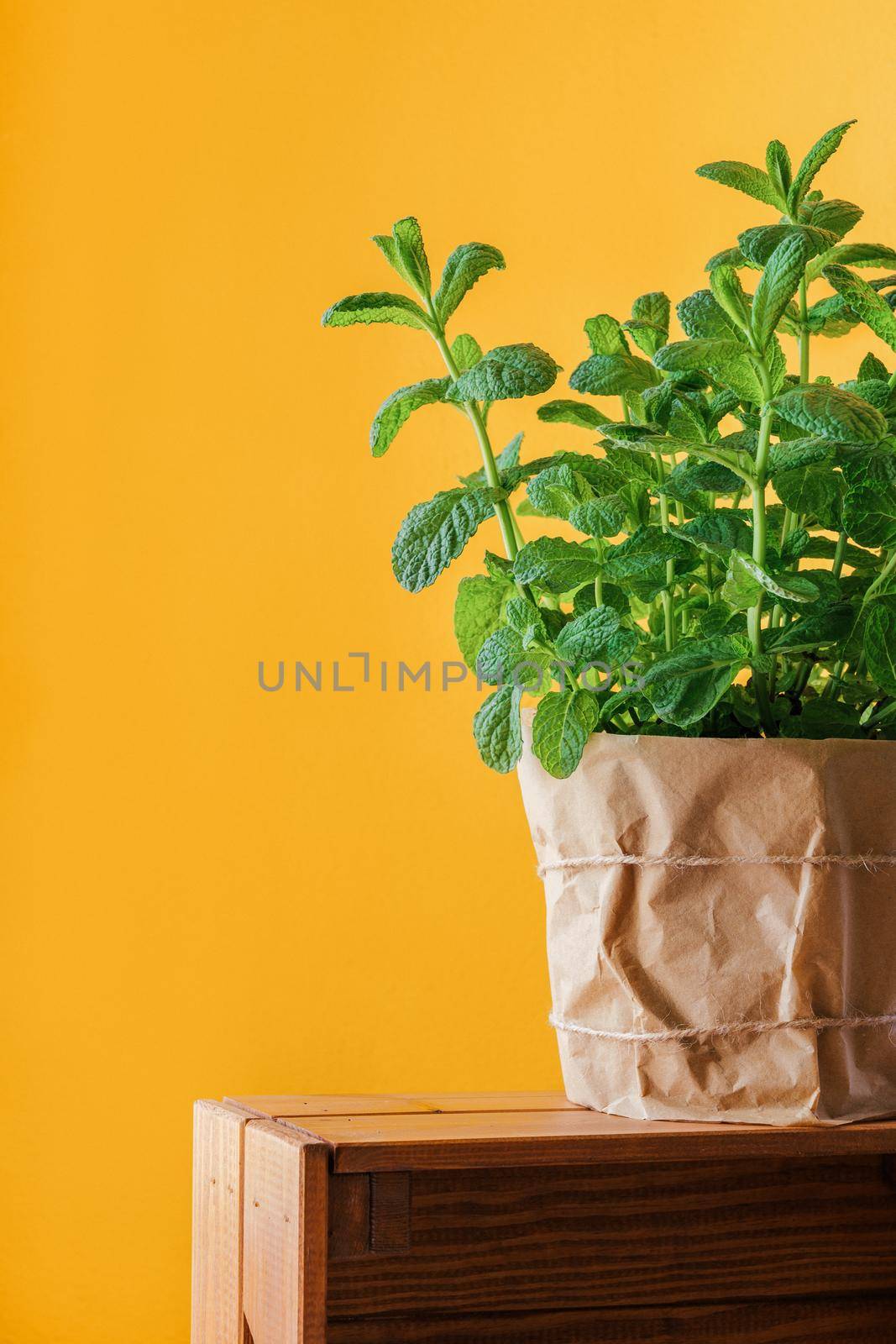 Mint plant grows at home in paper pot on wooden box. Home gardening for fresh and natural greens. by apavlin