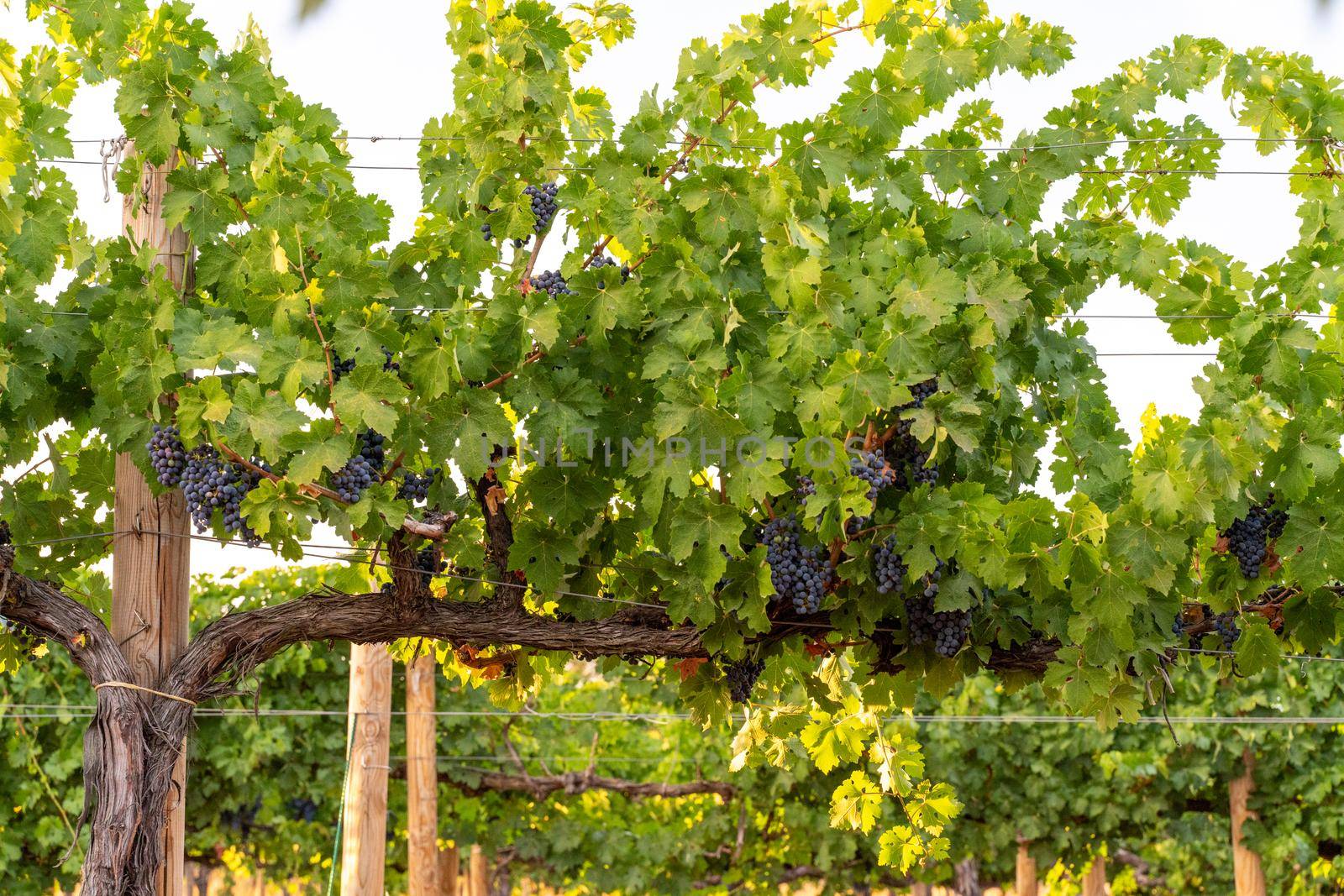 Row of Vineyard Grape Vineslate summer, blurred background, selective focus, filter