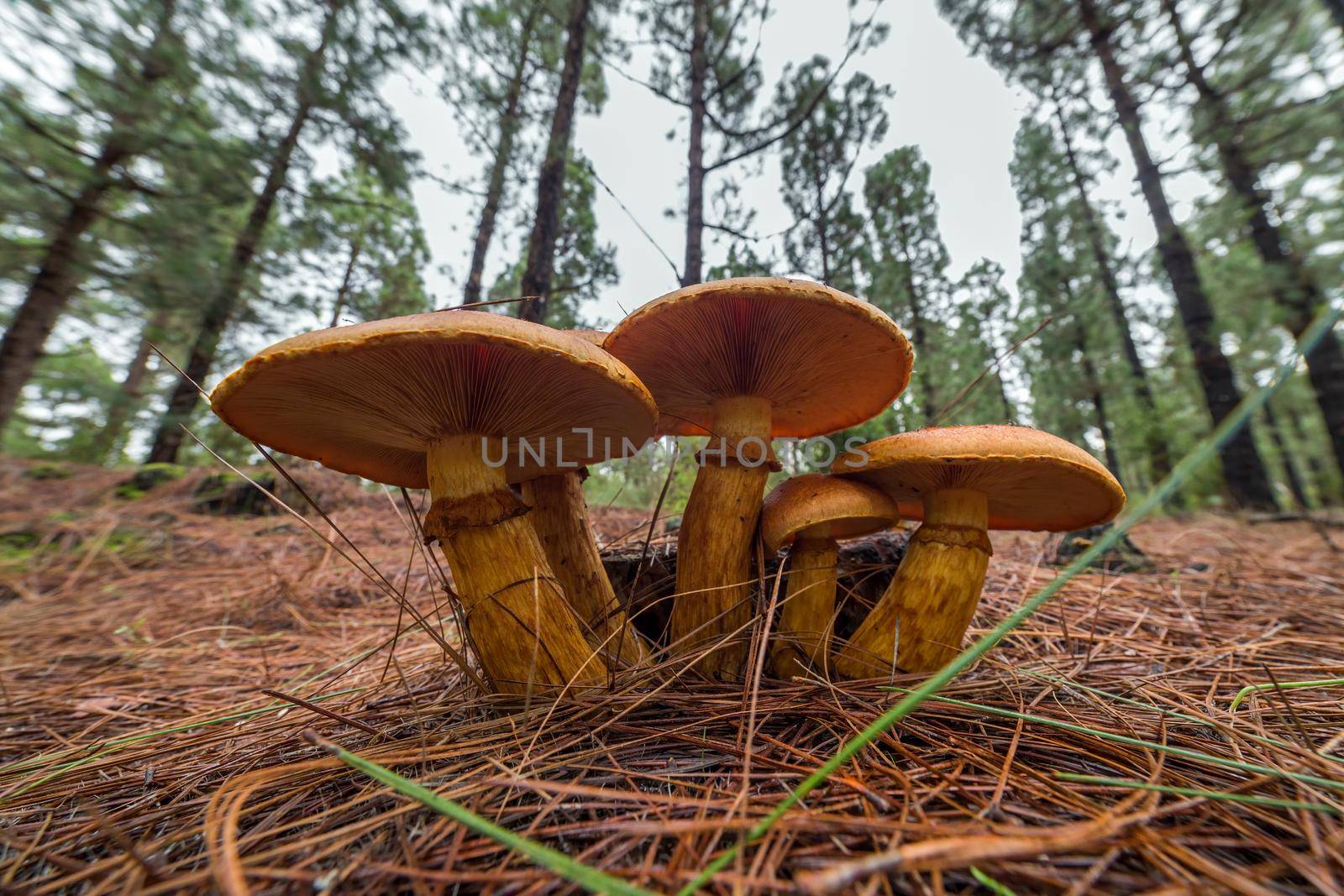 A group of big mushrooms in a forest on the ground of dry needles. Bottom view to false chanterelle, poisonous and dangerous mushroom. by apavlin