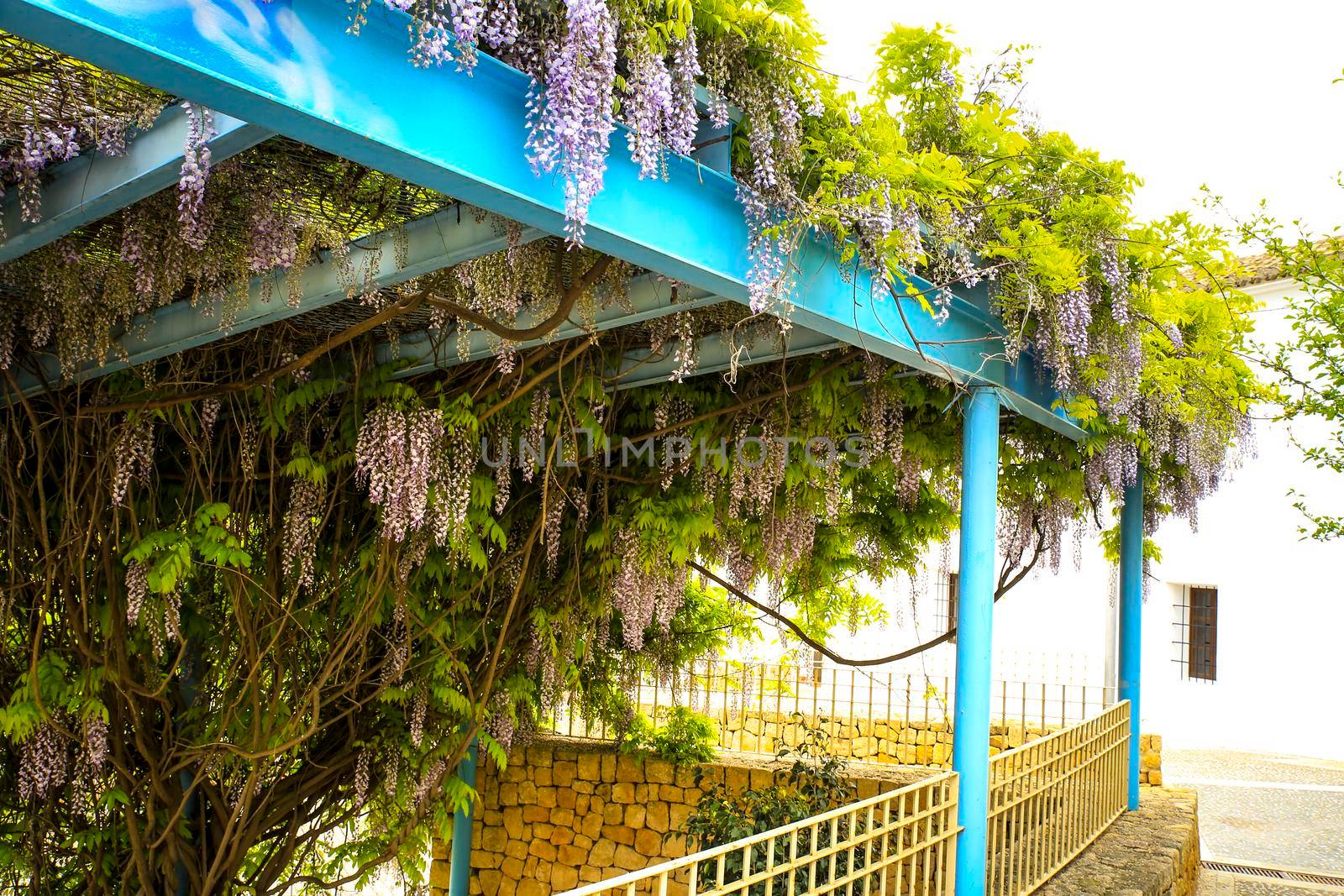 Colorful Wisteria climbing plant hanging in a garden