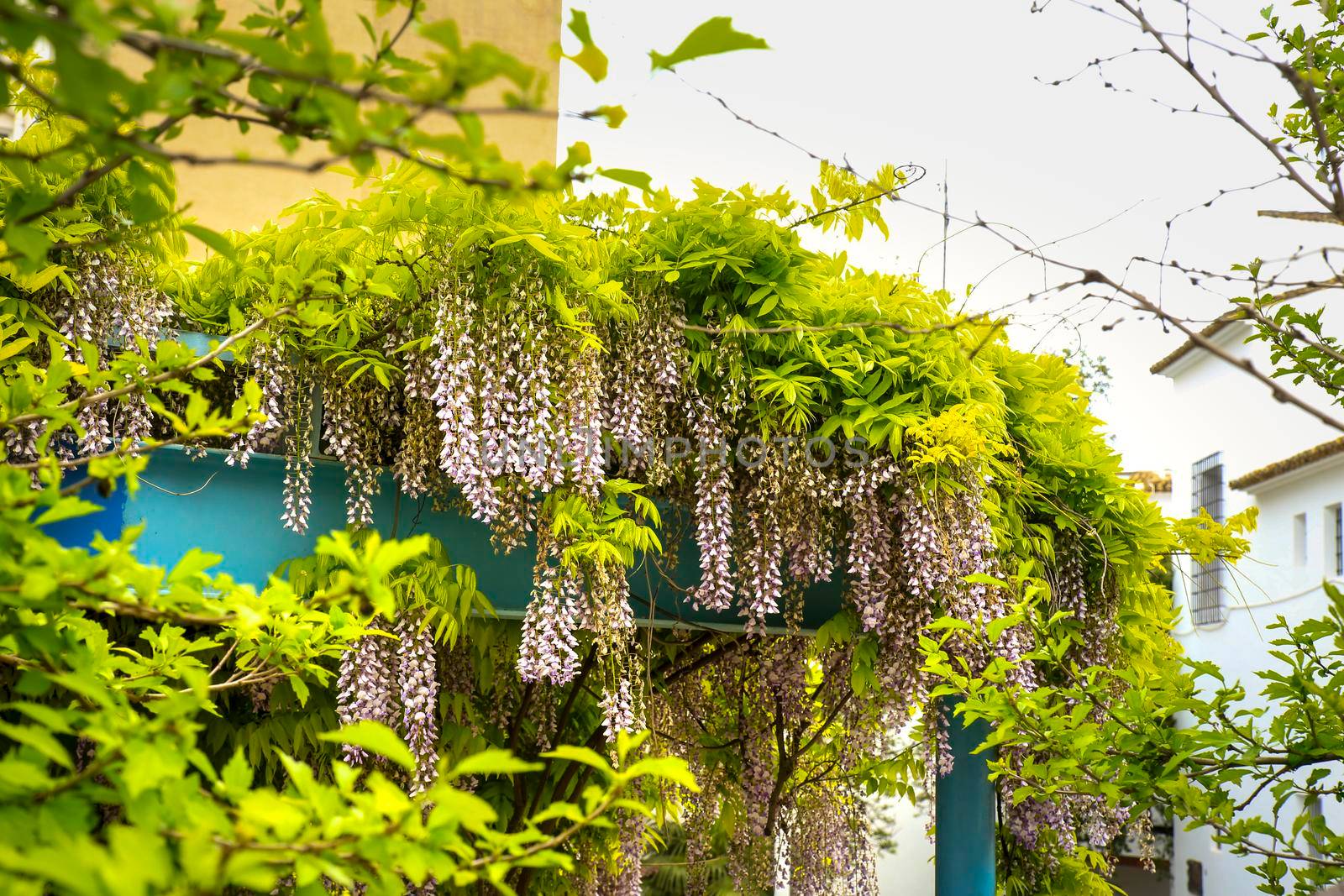 Colorful Wisteria climbing plant hanging in a garden