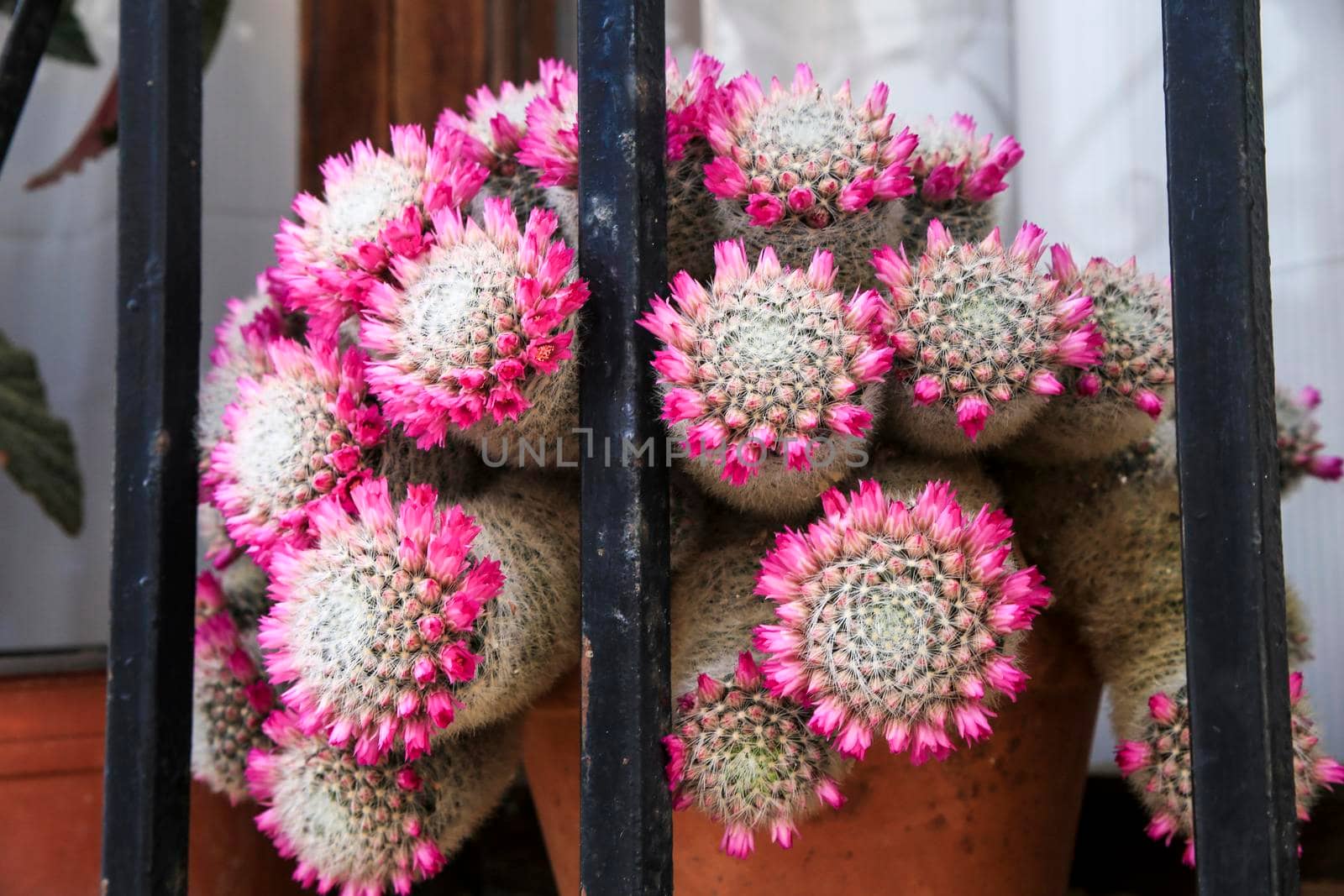 Beautiful Mammilaria Hahniana Werderm in bloom in the window