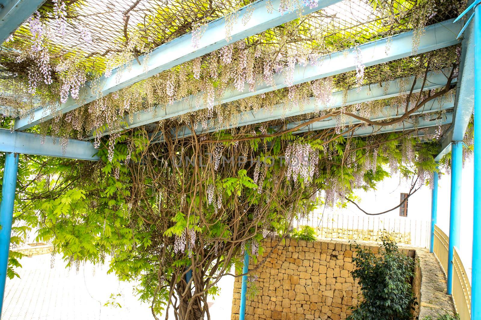 Colorful Wisteria climbing plant hanging in a garden