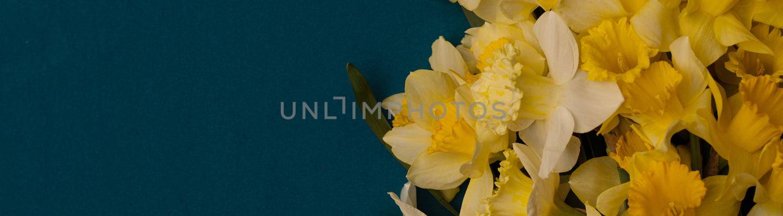 Romantic banner, delicate yellow daffodils flowers close-up. Full size. сopi spaceI, ndigo background by Matiunina