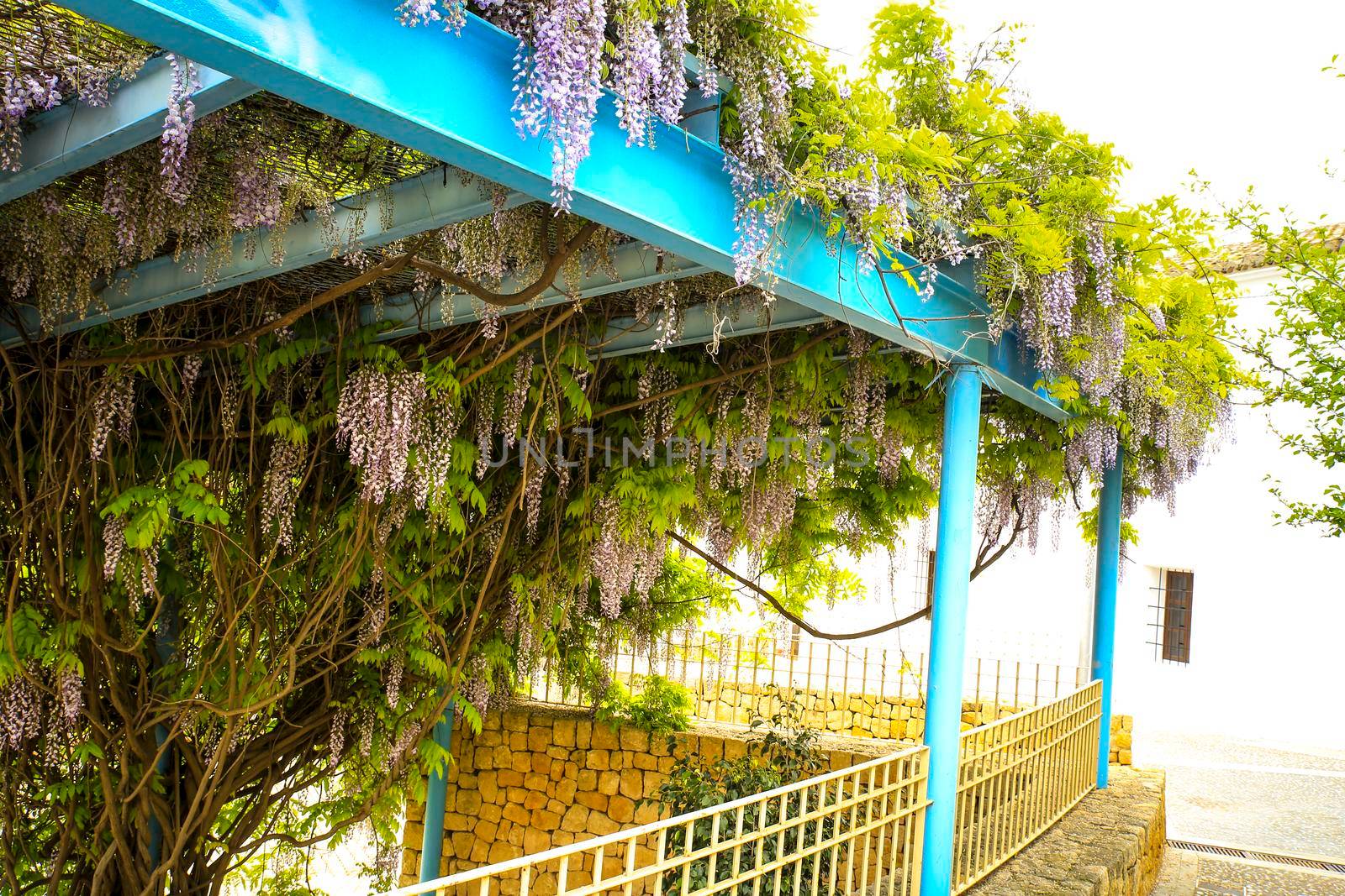 Colorful Wisteria climbing plant hanging in a garden