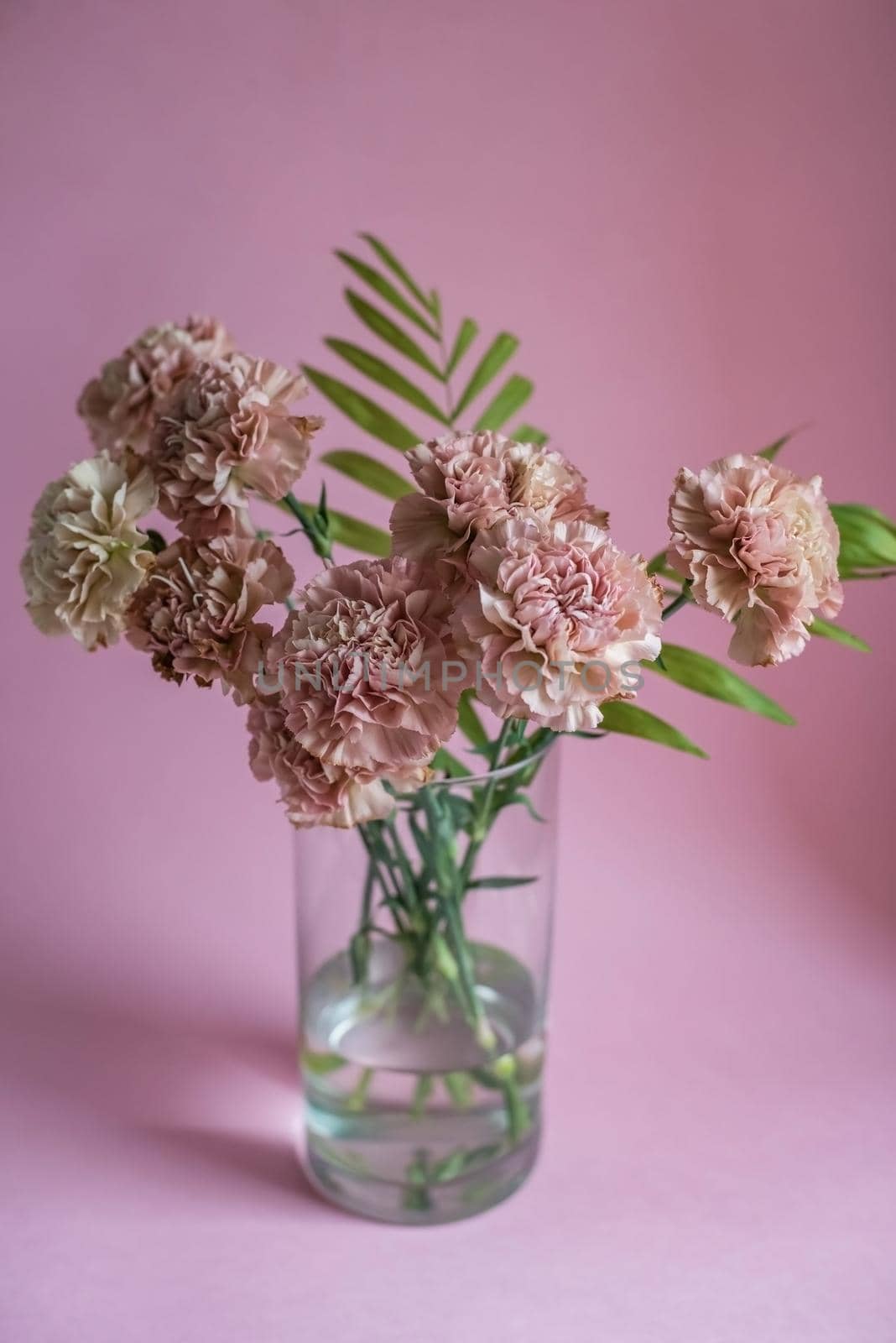 pink carnation flowers on pink background by on_the_rhythm