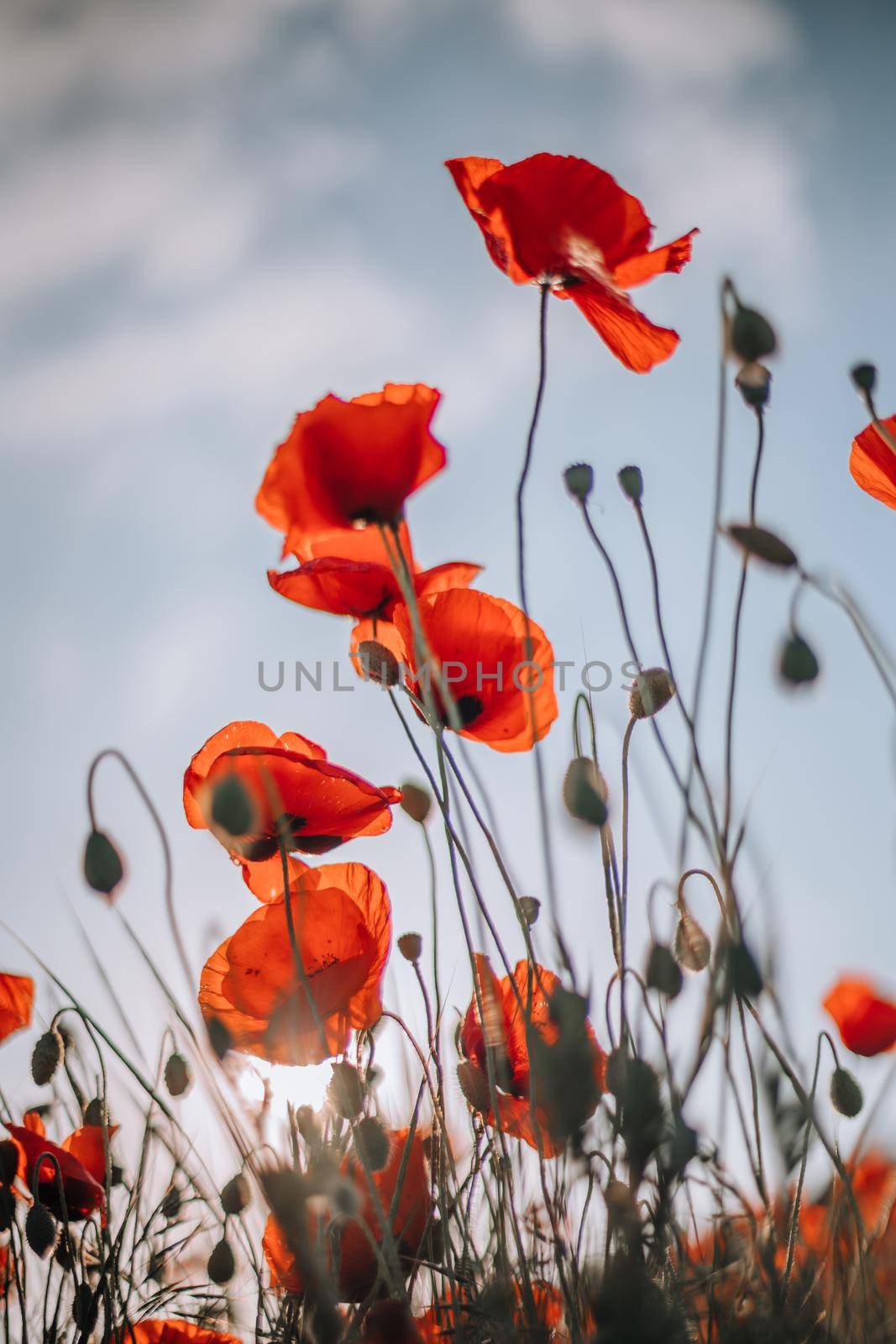 Poppy flowers meadow and nice sunset scene