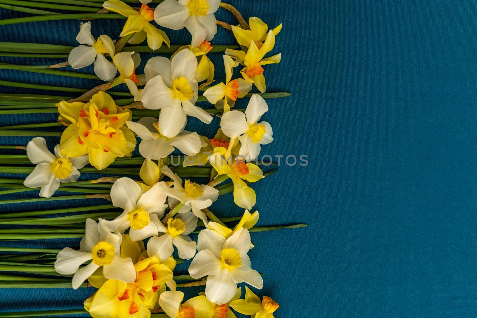 On the left is a large bouquet of yellow daffodils on an indigo background. Copy space. Can be used as a card, background for screensavers by Matiunina