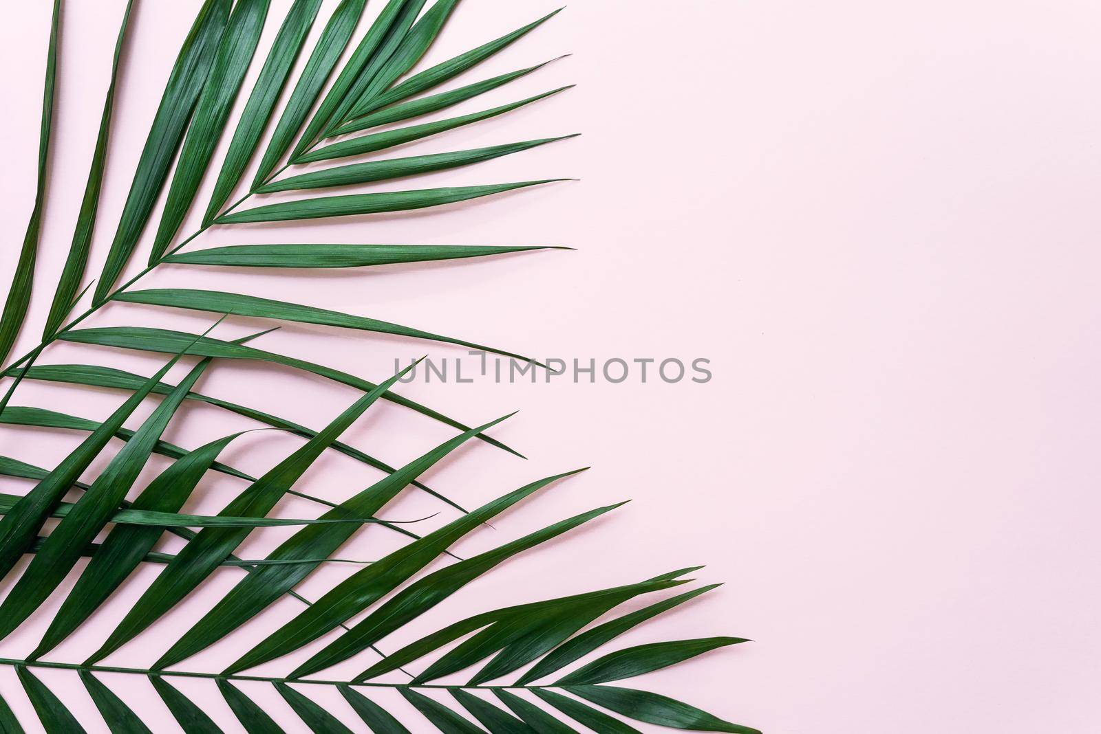 Minimal tropical green palm leaves on a pink background. Flat lay top view with copy space for text