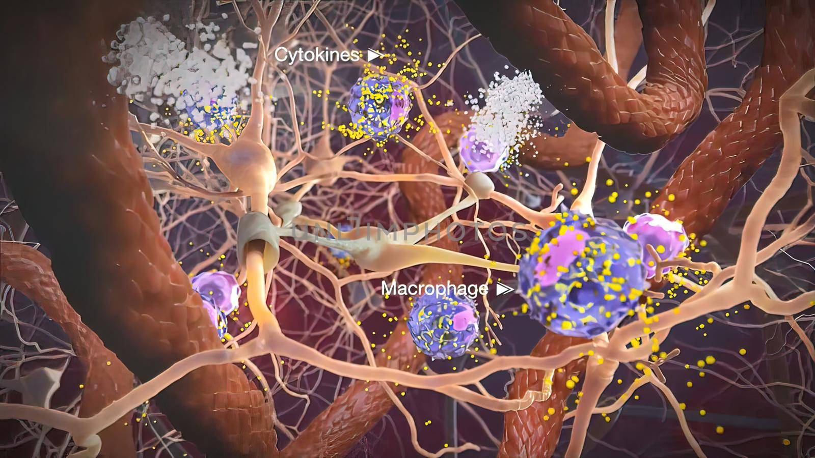 Macrophages are specialised cells involved in the detection, phagocytosis and destruction of bacteria and other harmful organisms. 3D illustration