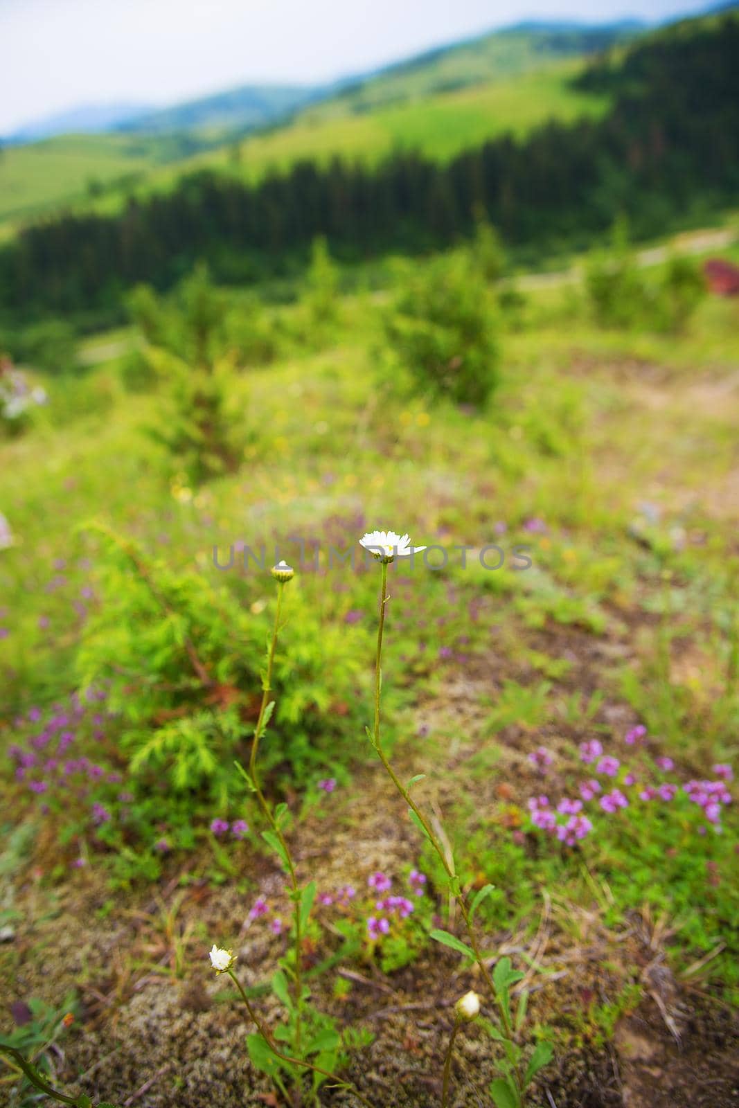 Carpathian nature in summer by sfinks