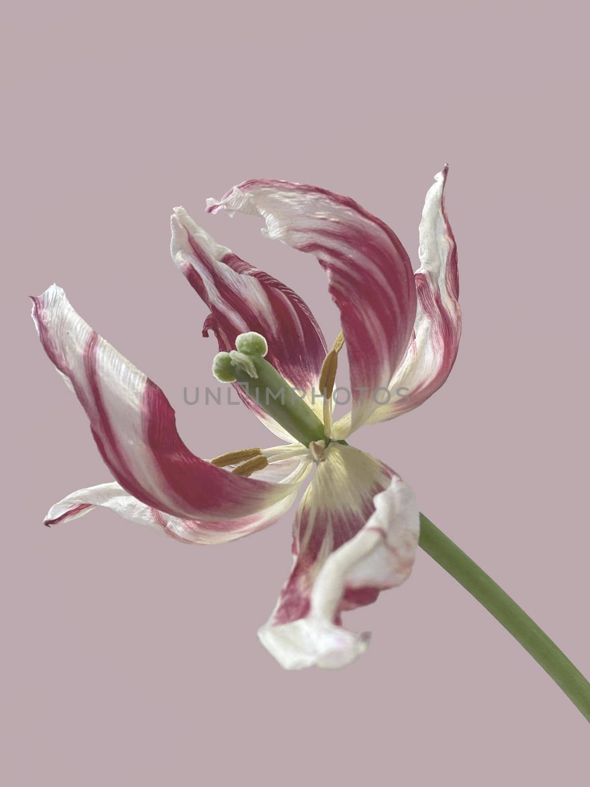 sluggish flower. Variegated withered tulip flower on a pink background. Withered flowers. Beauty is in the moment. The concept of fading youth, fading beauty by Proxima13