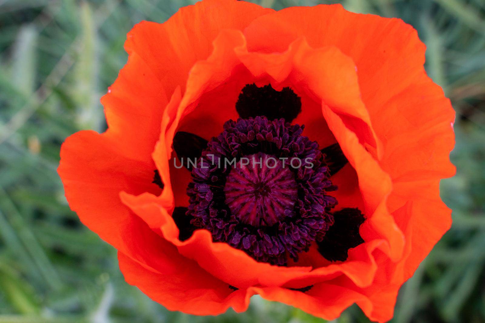 Poppy red flower isolated on a white background. Isolate inflorescence of garden poppy. Totally open flower