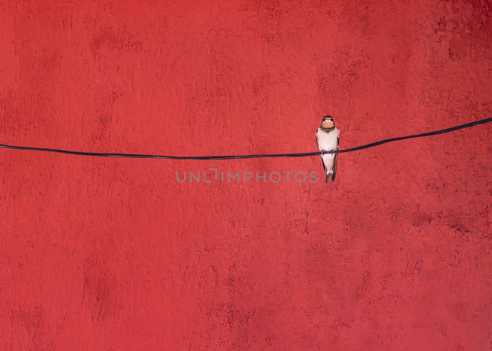 Alone swallow bird sitting on a wire at red background