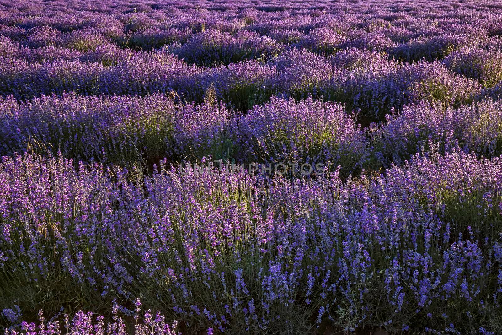 lavender waves. Amazing nature view of blooming lavender