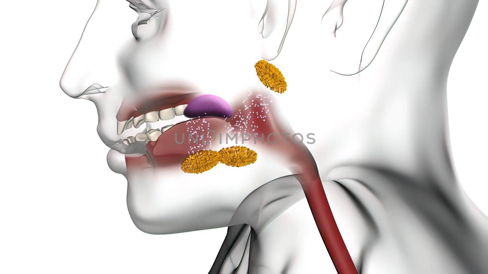 Enzymes in the mouth help break down food 3D illustration