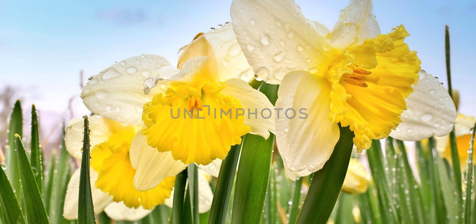 Ice Follies Daffodils Narcissus Macro Closeup. Flowers are Resplendent with Fresh Raindrops after a Spring Rain in Garden against a colorful blue sky. Banner panorama perfect as border for Easter, Mother's Day, spring, and more.