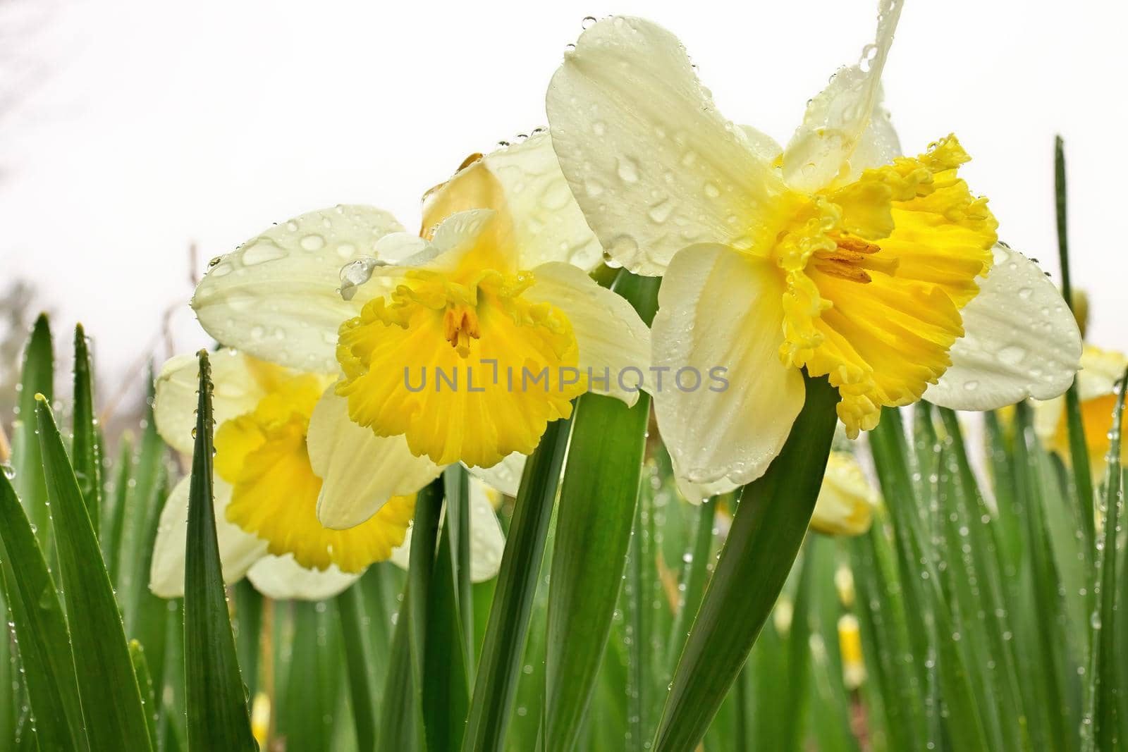 Ice Follies Daffodils Narcissus Macro Closeup. Flowers are Resplendent with Fresh Raindrops after a Spring Rain in Garden against a white cloudy sky. Symbolic of Easter, Mother's Day, spring, and more.