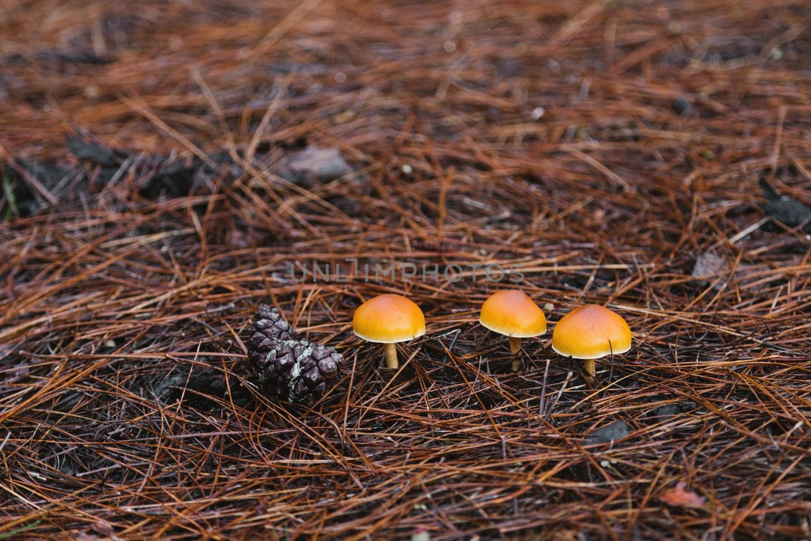 Three poisonous little light brown mushrooms Galerina marginata among dry needles. by apavlin