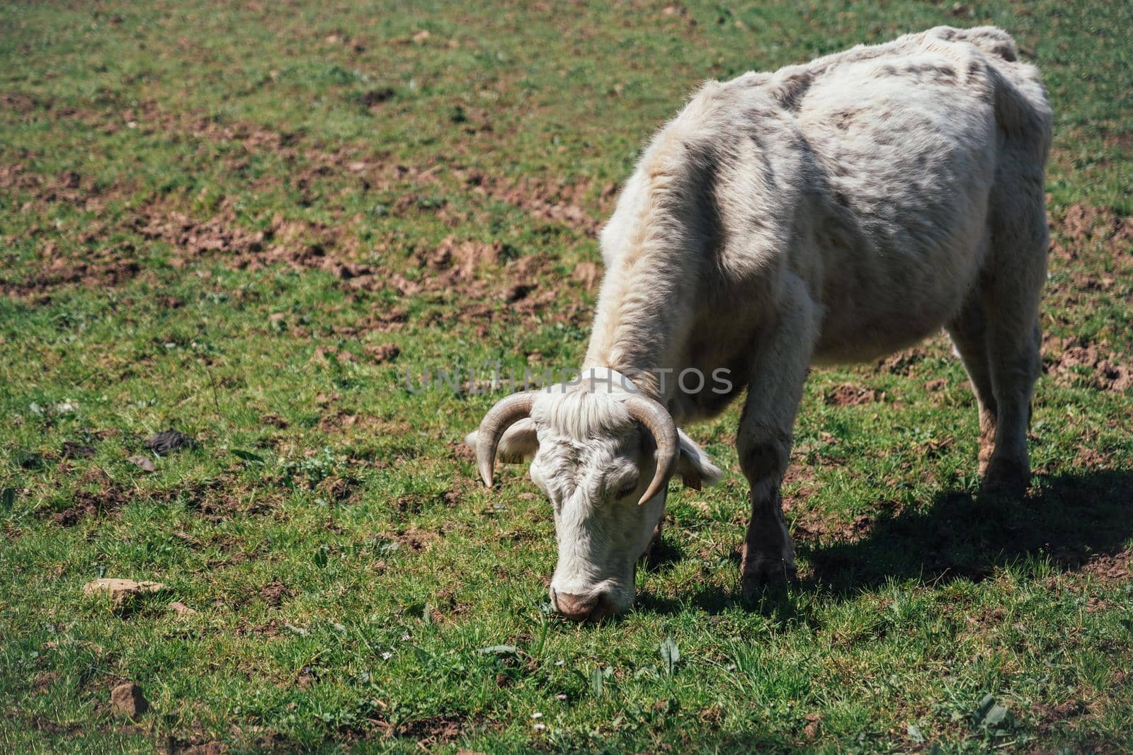 White cow with quiff on a green pasture in spring.