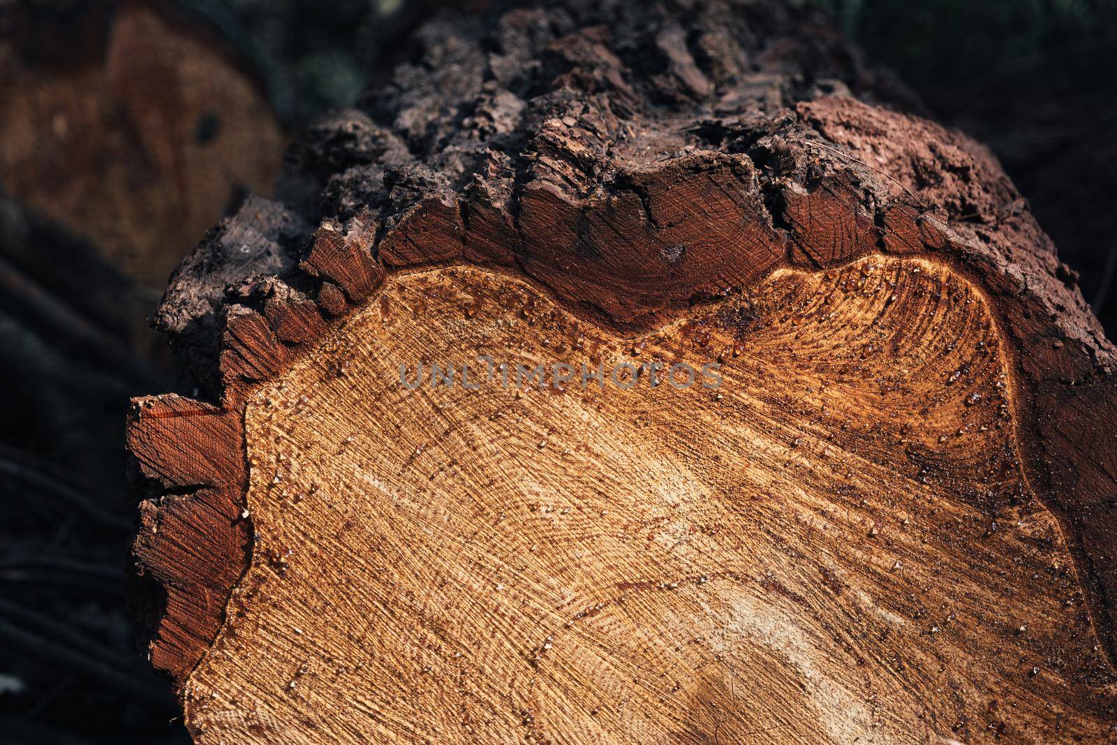 Close-up of round trunk with drops of resin. The texture of a fresh sawn wood with growth rings