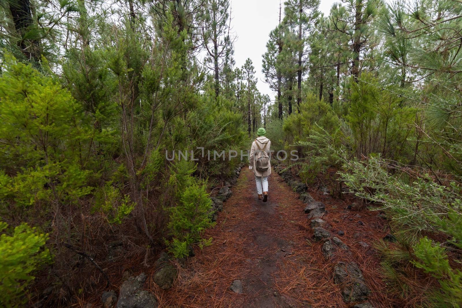Traveler woman with backpack walking in the forest on path of dry brown needles