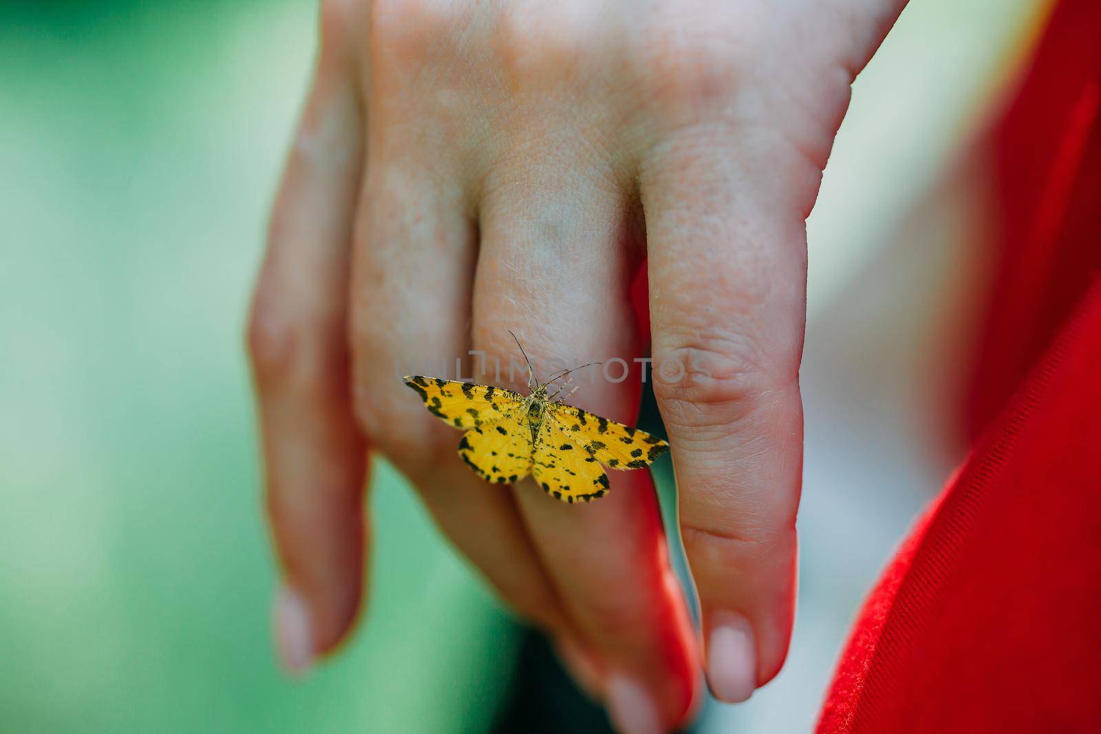 a close-up of a butterfly perched on the fingers of a priestess. mystical pagan rite. pagans today
