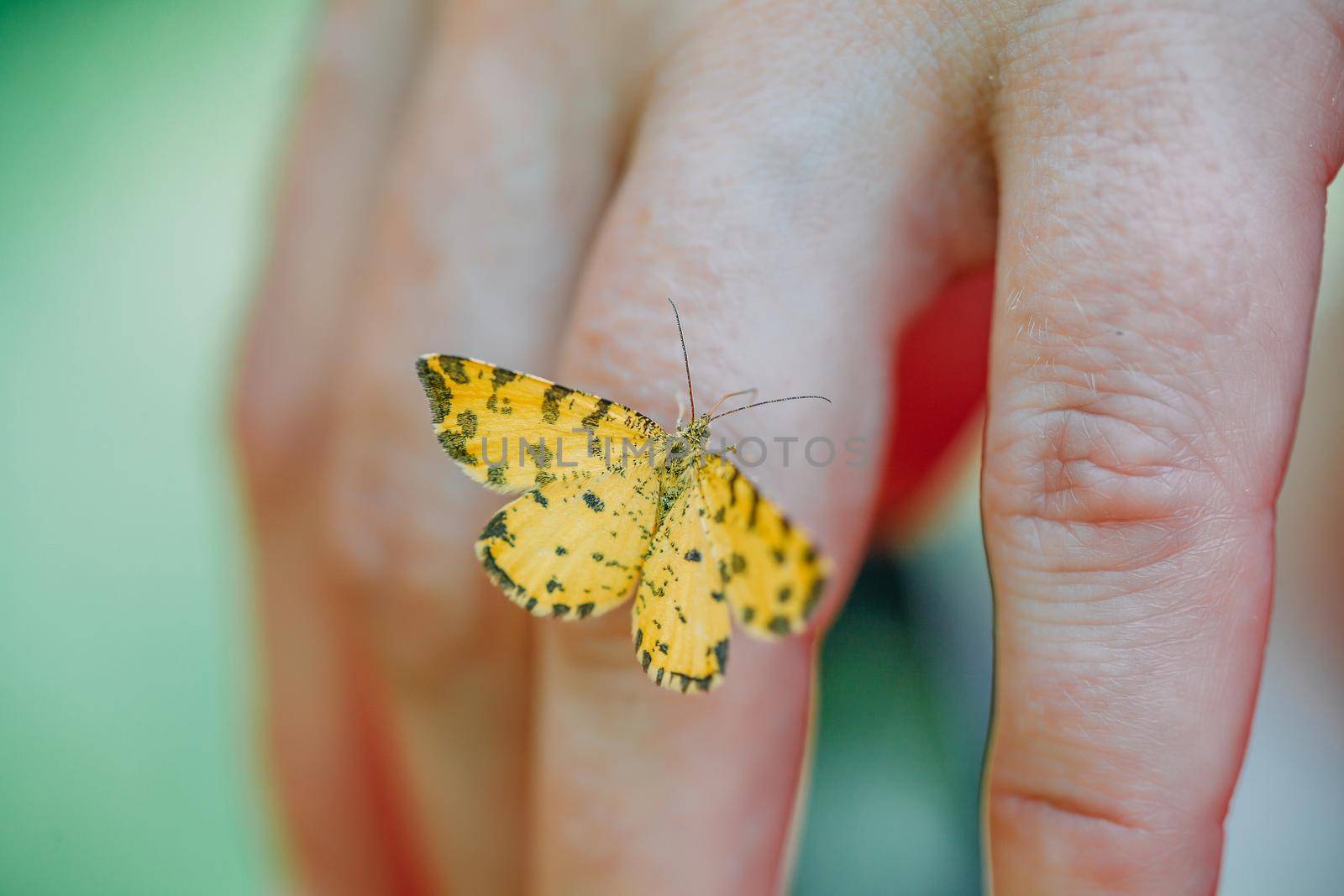 a close-up of a butterfly perched on the fingers of a priestess. mystical pagan rite. pagans today