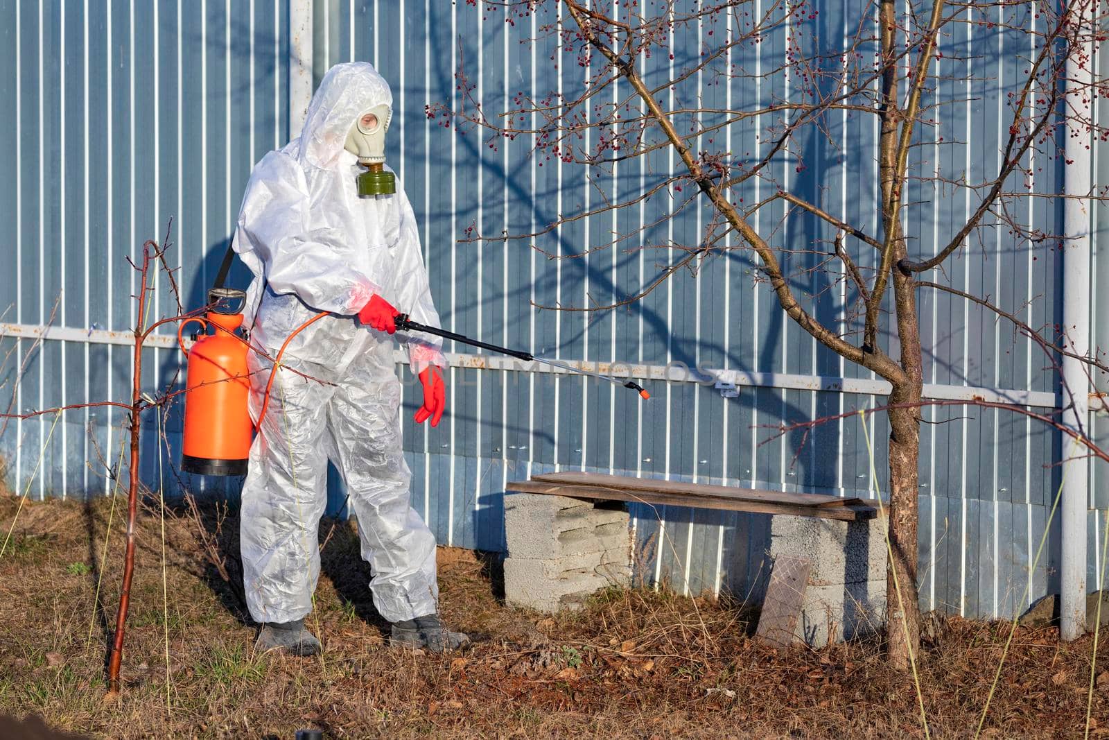 Gardener sprinkling insectecide on an apple tree