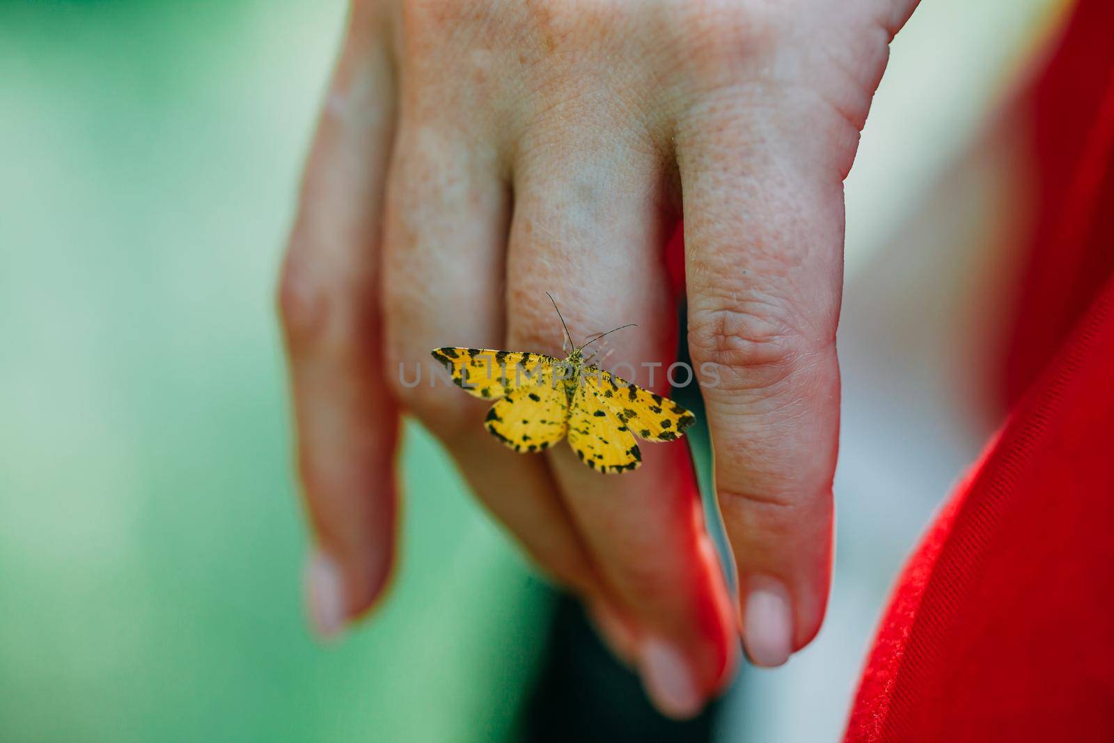 a close-up of a butterfly perched on the fingers of a priestess. mystical pagan rite. pagans today. by mosfet_ua