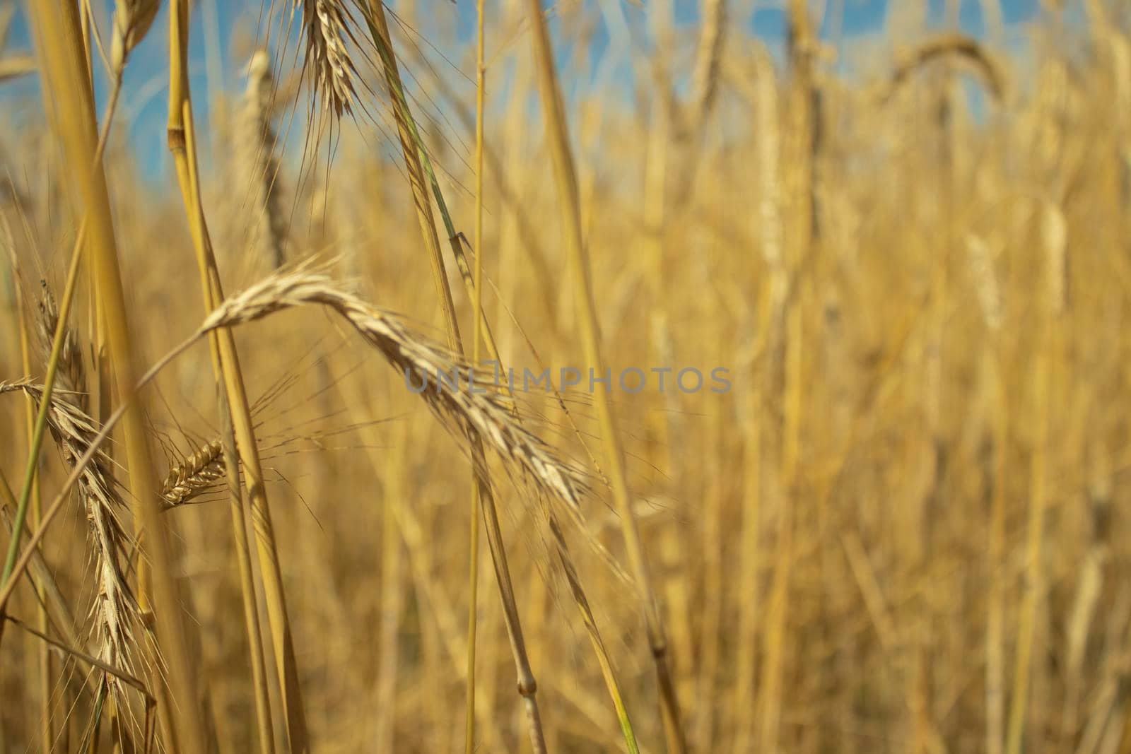 landscape field of ripening wheat against blue sky. Spikelets of wheat with grain shakes wind. grain harvest ripens summer. agricultural farm healthy food business concept. environmentally organic by oliavesna