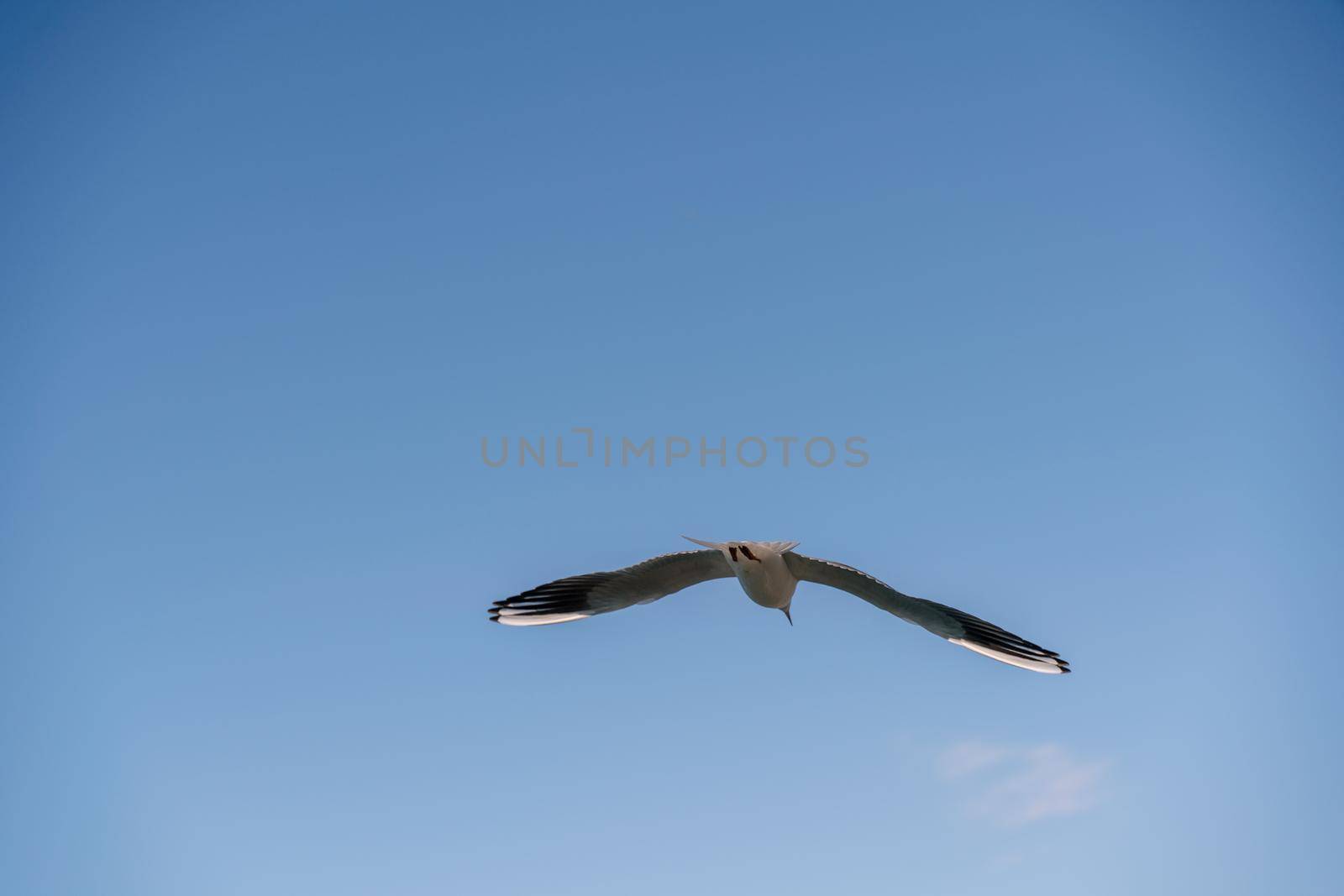 White seagull flies in the blue sky, seagull flies flying bird.
