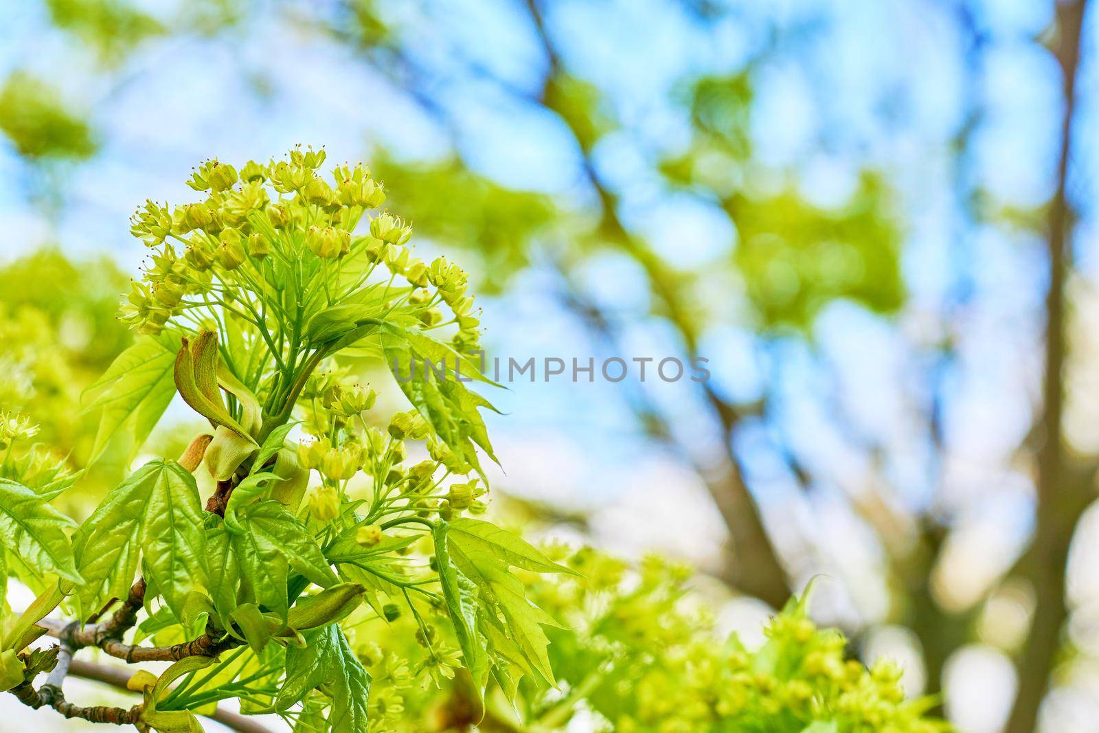 Macro photo of a blossoming tree sprout by jovani68