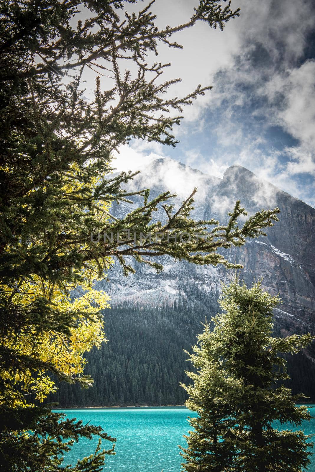 A Peeking through the forest at Banff Lake Louise